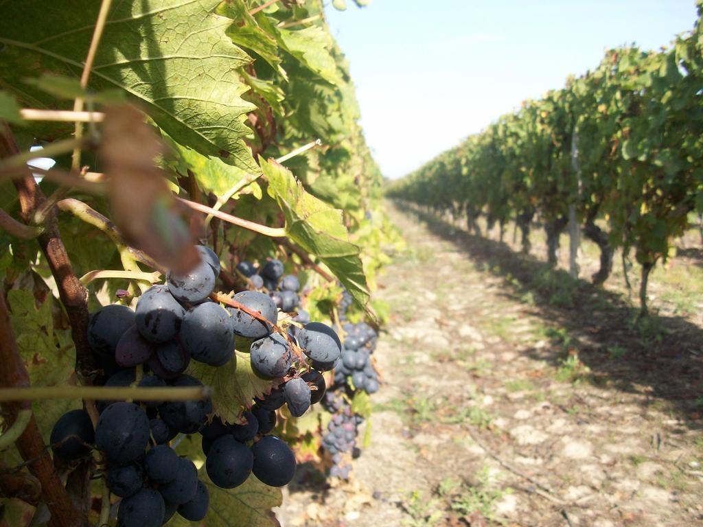 Loire, Chateaux, Et Vignes Онзан Екстериор снимка